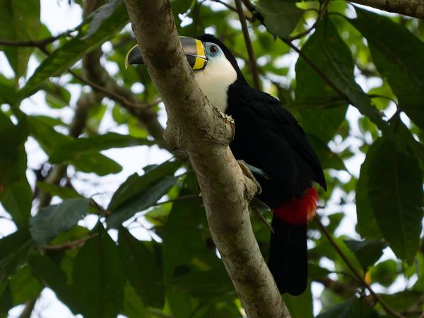 Roodsnaveltoekan (Ramphastos tucanus)